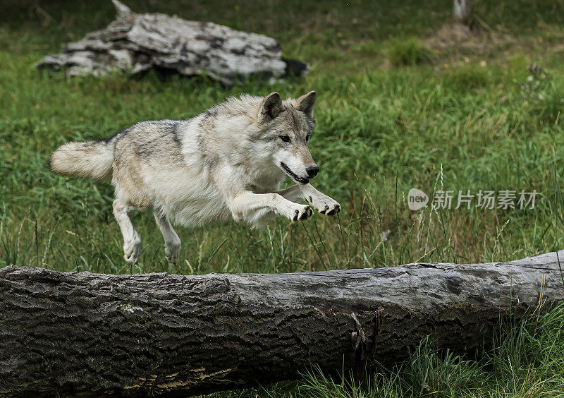 灰狼或灰狼(Canis lupus)，简称狼，是犬科动物中最大的野生成员。